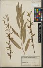 Foto von Salix alba L. x Salix fragilis L.